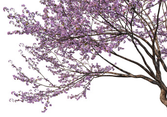 Foreground Flowering branches on a white background