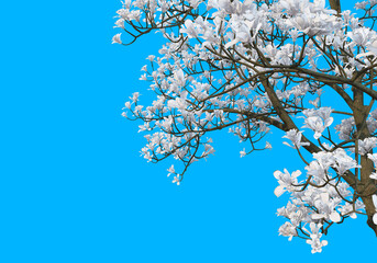 Foreground The branches have flowers on a blue background.