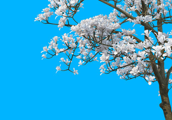 Foreground The branches have flowers on a blue background.