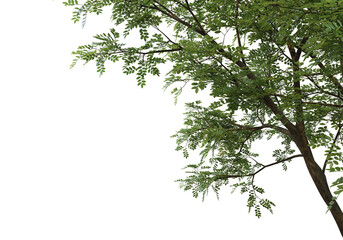 Foreground Flowering branches on a white background
