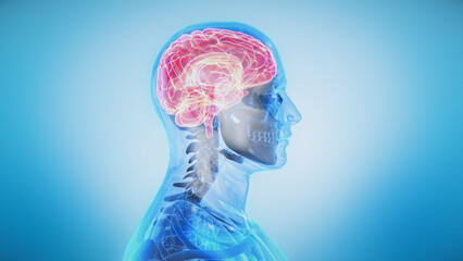 Close up animation of Brain. Human Male Transparent Body Rotating. Nervous System. Organs and Bones. Seamless Loop.