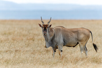 Common eland or eland antilope ( Taurotragus oryx) bull on the savannah of the Masai Mara National Reserve in Kenya