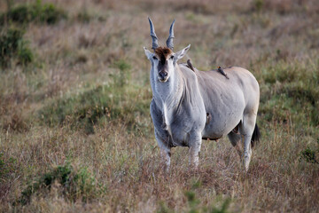Naklejka na ściany i meble Common eland or eland antilope ( Taurotragus oryx) bull on the savannah of the Masai Mara National Reserve in Kenya