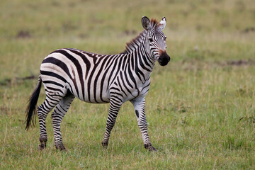 Fototapeta na wymiar Zebra hanging around on the savanna of the Masai Mara National Reserve in Kenya