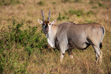 Common eland or eland antilope ( Taurotragus oryx) bull on the savannah of the Masai Mara National Reserve in Kenya