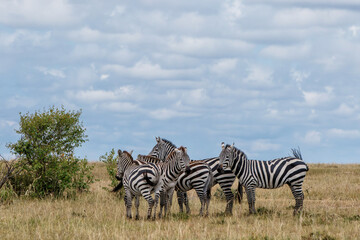 Obraz premium Zebra hanging around on the savanna of the Masai Mara National Reserve in Kenya