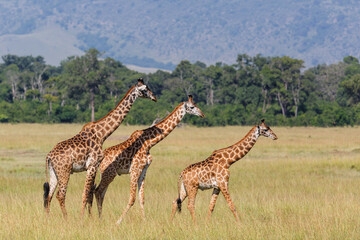Naklejka na ściany i meble Giraffe walking on the plains of the Masai Mara National Park in Kenya