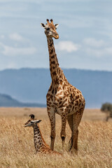 Giraffe mother with calf standing on the great plains of the Masai Mara National Reserve in Kenya