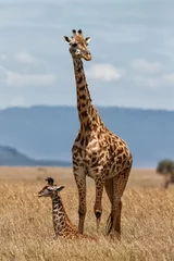Rolgordijnen Giraffe mother with calf standing on the great plains of the Masai Mara National Reserve in Kenya © henk bogaard