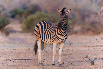 Zebra standing in Mashatu Game Reserve in the Tuli Block in Botswana