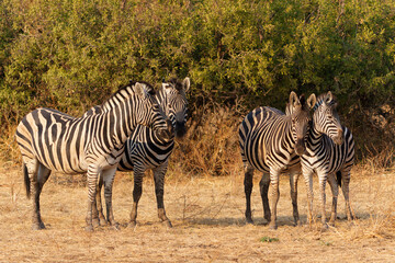 Fototapeta na wymiar Zebra standing in Mashatu Game Reserve in the Tuli Block in Botswana