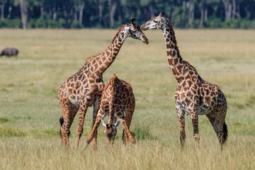 Giraffe walking on the plains of the Masai Mara National Park in Kenya