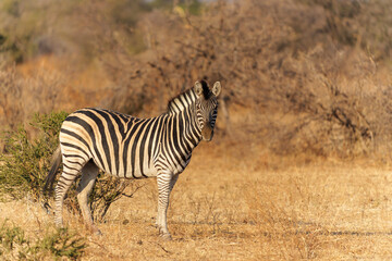 Fototapeta na wymiar Zebra standing in Mashatu Game Reserve in the Tuli Block in Botswana