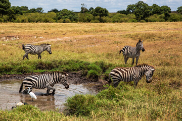Fototapeta premium Zebra hanging around on the savanna of the Masai Mara National Reserve in Kenya