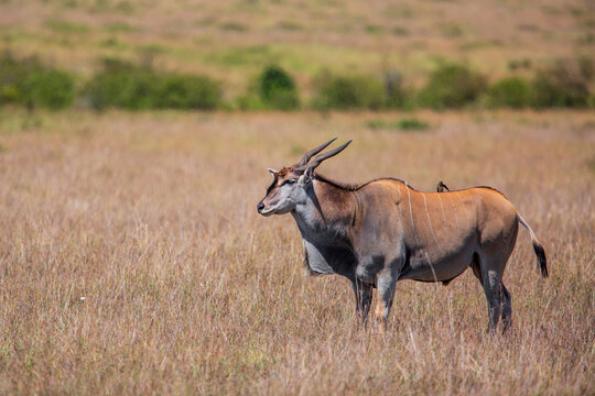 Common eland or eland antilope ( Taurotragus oryx) bull on the savannah of the Masai Mara National Reserve in Kenya