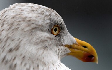 Tête de Goéland marin