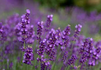 A close-up of the lavender flowers