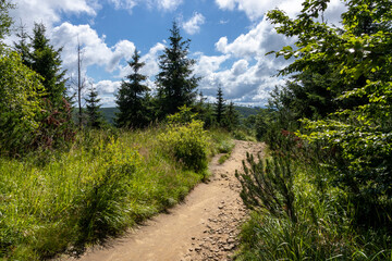 Obraz premium Mountain sandy road between trees and blueberries