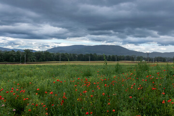 A meadow full of poppies against a background of rainy skies and distant mountains