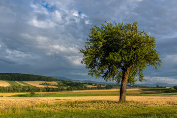 A lone pear tree against a background of shelves and trees and an overcast sky