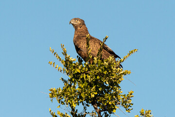 Aigle pomarin,.Clanga pomarina, Lesser Spotted Eagle