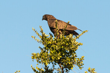 Aigle pomarin,.Clanga pomarina, Lesser Spotted Eagle