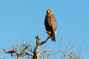 Aigle pomarin,.Clanga pomarina, Lesser Spotted Eagle