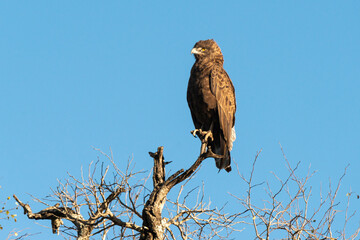 Aigle pomarin,.Clanga pomarina, Lesser Spotted Eagle