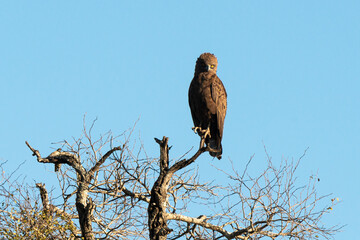 Aigle pomarin,.Clanga pomarina, Lesser Spotted Eagle