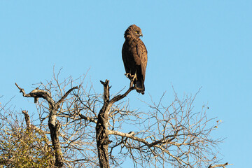 Aigle pomarin,.Clanga pomarina, Lesser Spotted Eagle