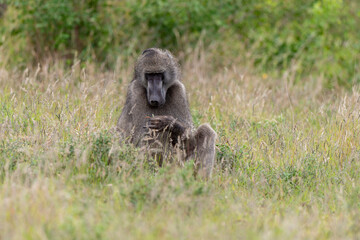 Babouin chacma, Papio ursinus , chacma baboon, Parc national Kruger, Afrique du Sud