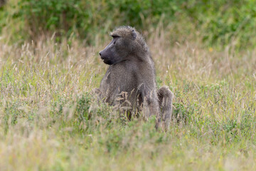 Babouin chacma, Papio ursinus , chacma baboon, Parc national Kruger, Afrique du Sud