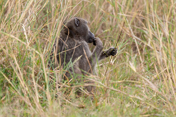 Babouin chacma, Papio ursinus , chacma baboon, Parc national Kruger, Afrique du Sud
