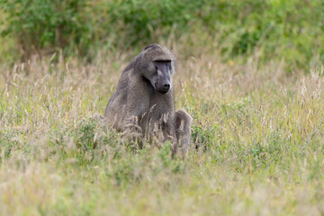 Babouin chacma, Papio ursinus , chacma baboon, Parc national Kruger, Afrique du Sud