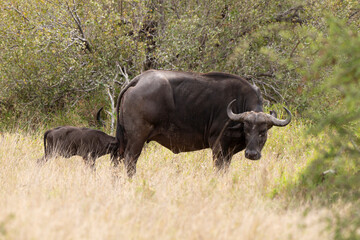 Obraz premium Buffle d'Afrique, Syncerus caffer, Parc national Kruger, Afrique du Sud