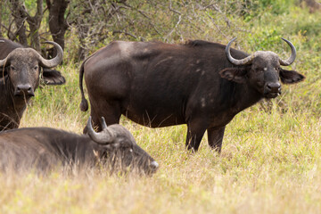 Buffle d'Afrique, Syncerus caffer, Parc national Kruger, Afrique du Sud