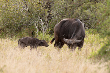 Buffle d'Afrique, Syncerus caffer, Parc national Kruger, Afrique du Sud