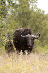 Buffle d'Afrique, Syncerus caffer, Parc national Kruger, Afrique du Sud