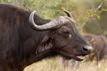 Buffle d'Afrique, Syncerus caffer, Parc national Kruger, Afrique du Sud