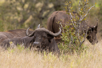 Obraz premium Buffle d'Afrique, Syncerus caffer, Parc national Kruger, Afrique du Sud