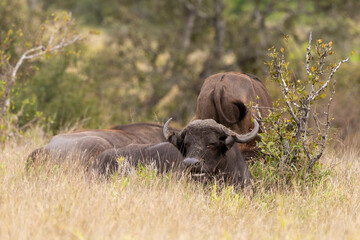 Buffle d'Afrique, Syncerus caffer, Parc national Kruger, Afrique du Sud