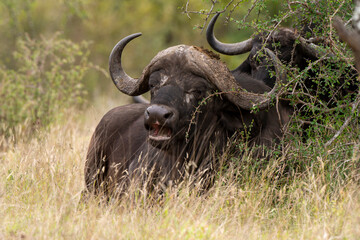 Buffle d'Afrique, Syncerus caffer, Parc national Kruger, Afrique du Sud