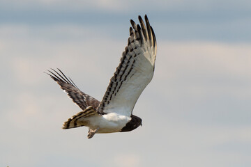 Circaète à poitrine noire,.Circaetus pectoralis, Black chested Snake Eagle