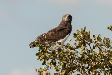 Circaète à poitrine noire,.Circaetus pectoralis, Black chested Snake Eagle
