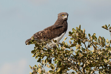 Circaète à poitrine noire,.Circaetus pectoralis, Black chested Snake Eagle