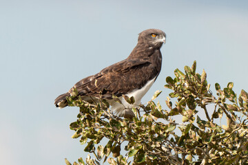 Circaète à poitrine noire,.Circaetus pectoralis, Black chested Snake Eagle