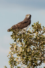 Circaète à poitrine noire,.Circaetus pectoralis, Black chested Snake Eagle