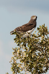 Circaète à poitrine noire,.Circaetus pectoralis, Black chested Snake Eagle