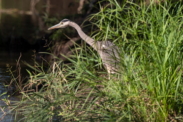 Héron mélanocéphale,.Ardea melanocephala, Black headed Heron, Afrique du Sud