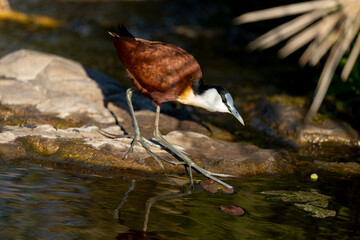 Jacana à poitrine dorée,.Actophilornis africanus, African Jacana, Parc national Kruger, Afrique du Sud